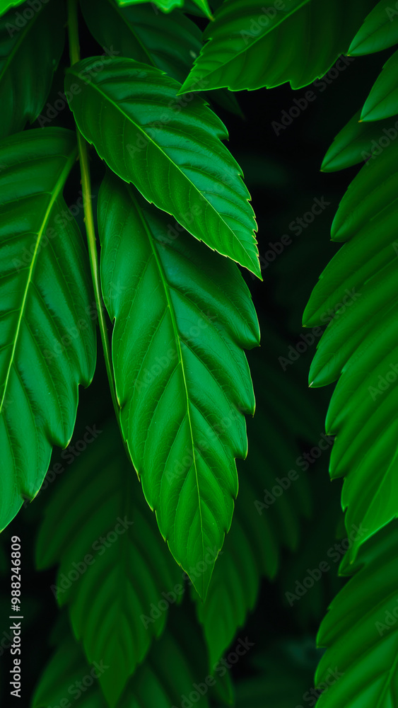 Sticker Lush Green Leaves in the Sunlight