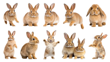 PNG brown rabbit design element set, transparent background