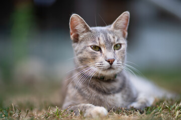 Relaxed and happy cat gets pleasure basking in the summer sun