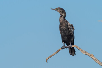 Little Black Cormorant