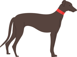 Greyhound Dog Breed