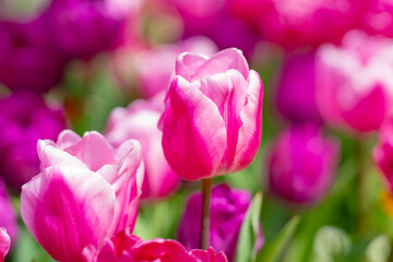 Spring garden. Beautiful tulip flowers on spring nature. Close-up of closely bundled pink tulips. Tulip field. Spring tulip. Red tulips flowers in spring garden.