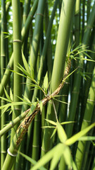 Lush Green Bamboo Forest