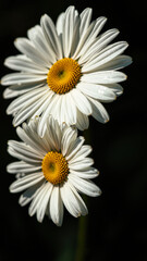 Close-up of two daisies with dew drops on petals