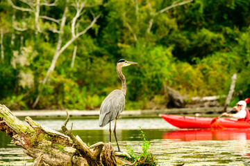 great blue heron ardea herodias in city park with kayakers out of focus in background shot toronto...