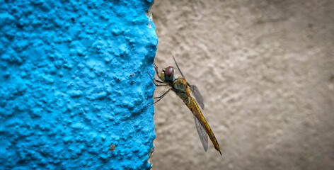 dragonfly on a wall
