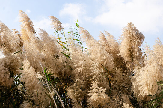 Pampas grass with flowers