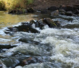 whitewater mountain river in the forest
