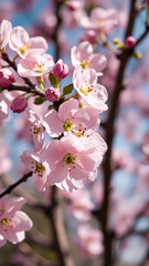 Fototapeta premium Delicate Pink Cherry Blossoms in Full Bloom