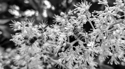 Bee in Black and White