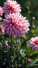 Closeup of Pink Dahlia Flower in Bloom