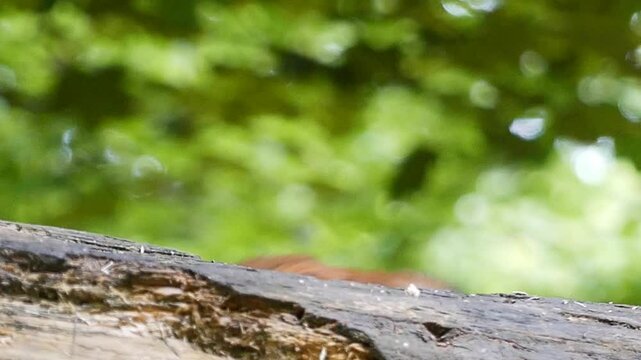 Slow motion footage of an Eurasian red squirrel standing on a tree branch trying to open a walnut