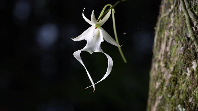 Closeup footage of the rare ghost orchid in full bloom moving by the light wind on a sunny day