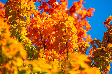 Autumn leaves of maple trees. Autumn fall leaves in sunlight. Natural autumn background. Autumnal background. Foliage, falling leaves background. Maple trees with autumn leaves.