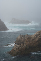 Coastal gathering of seabirds