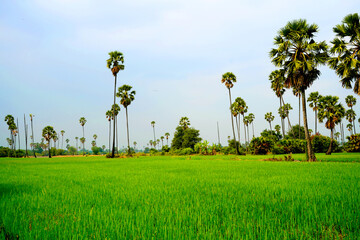 The beauty of a palm tree planted prominently in the middle of a rice field.                        