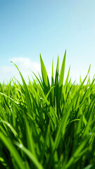 Fototapeta premium Closeup of Green Grass Blades with Blue Sky in Background