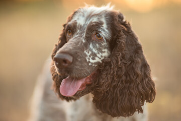 English Springer spaniel in the field. Hunting with a dog.