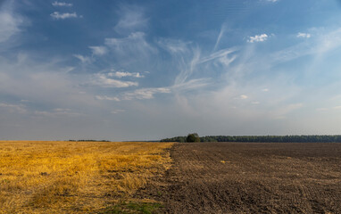 A field with a tree in the middle and a blue sky