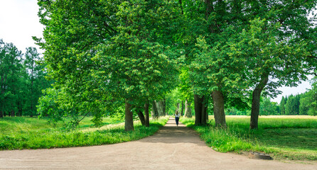 Fototapeta premium A person is walking down a path in a park with trees