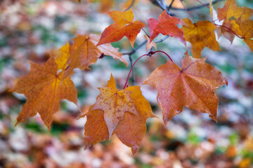 Wet maple leaves autumn orange and yellow leaves after morning frost.
