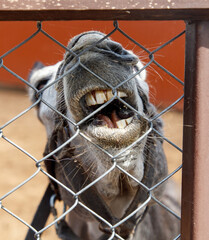 A donkey is standing in a pen with its mouth open