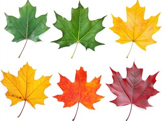 Fototapeta premium Maple autumn leaves on white isolated background