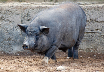 A large pig is walking through a dirt field