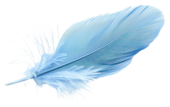 Delicate blue feather on white