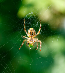 A spider is sitting on a web and eating a leaf
