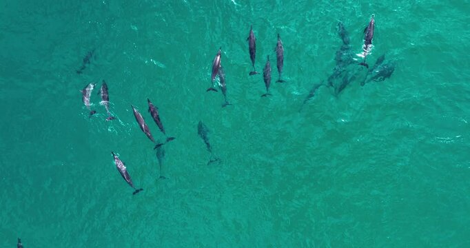 Top View Of Spinner Dolphin Pod Swimming Under Sea Surface In Socotra Island, Yemen. aerial shot