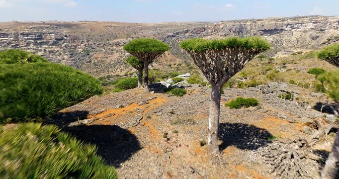 Dragon Blood Trees In Firhmin Forest On Yemen's Remote Socotra Island. Aerial Pullback Shot