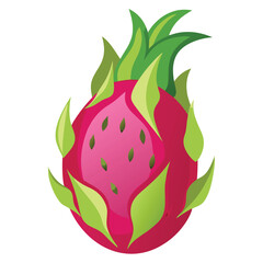 Dragon fruit illustration on white background.