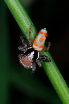 Male Peacock Spider with Bright Orange and Blue Abdomen Resting on Plant Stem - Maratus pavonis