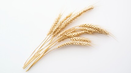Fototapeta premium Beautiful golden wheat stalks arranged on a plain background showcasing nature's bounty and the harvest season