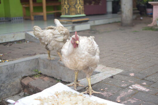 white broiler chicken in the yard