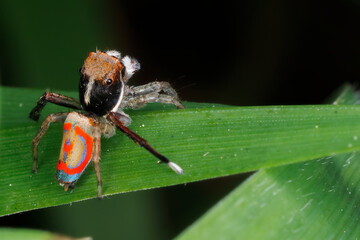 Colorful Peacock Spider with Orange and Blue Markings Crawling on Leaf - Maratus pavonis

