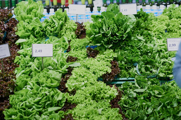 Grocery, food and vegetables on shelf in store for purchase, choice and options in supermarket....