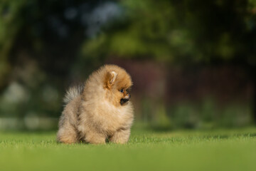 a German Pomeranian puppy in the park
