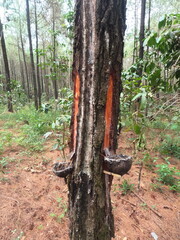 Pine trees take their sap to make rubber