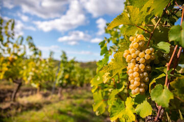 Grappe de raisin blanc au milieu des pieds de vigne avant les vendanges.