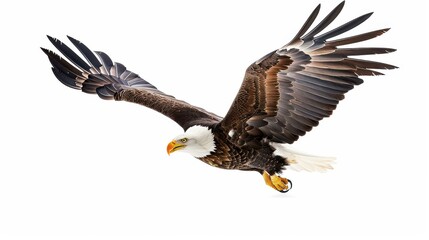 Obraz premium Majestic bald eagle soar gracefully against a clear white backdrop in this stunning image.