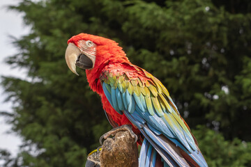 Scarlet macaw closeup portrait with blurred background