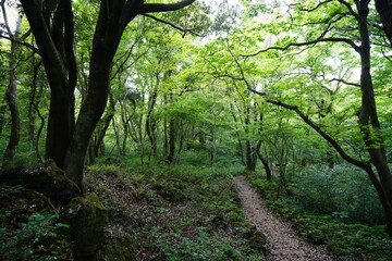 Fototapeta premium refreshing spring forest with fine path