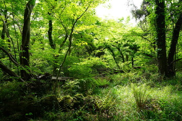 Obraz premium fresh ferns and mossy old trees in spring forest