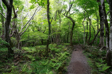 refreshing spring forest with fine path