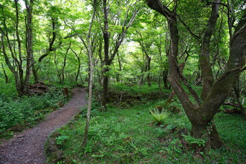fine spring path through fresh ferns and old trees