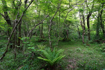 Obraz premium fresh ferns and mossy old trees in spring forest