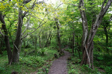fine spring path through fresh ferns and old trees