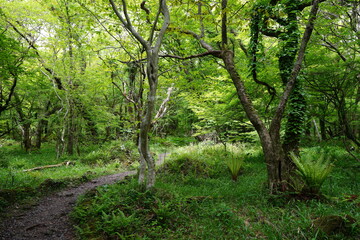 fine spring path through fresh ferns and old trees